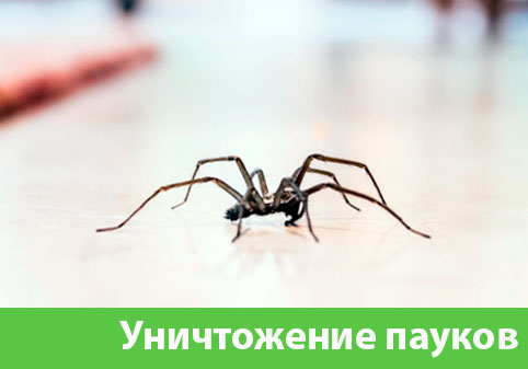 Избавиться от пауков в городе Череповец