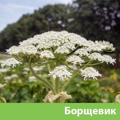 Уничтожение сорняка в Череповце