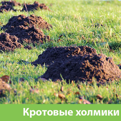 Кроты на участке в Череповце