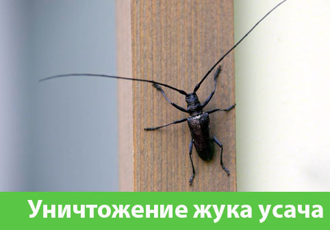 Обработка от жука усача в городе Череповец