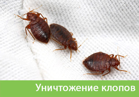 Уничтожение клопов в городе Череповец