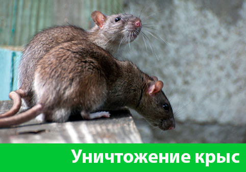 Уничтожение крыс в городе Череповец
