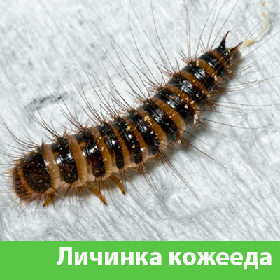 Личинка Кожееда в Череповце
