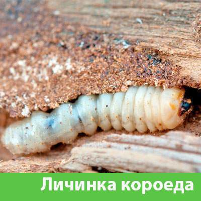 Уничтожение личинок короеда в Череповце
