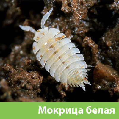 Мокрица в Череповце фото