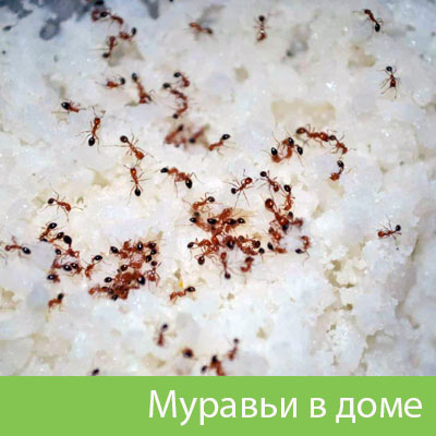 Муравьи в доме в Череповце