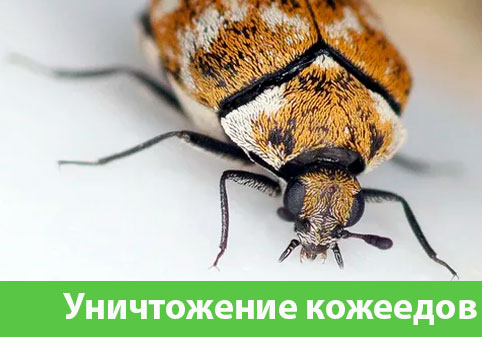 Обработка от кожееда в городе Череповец 