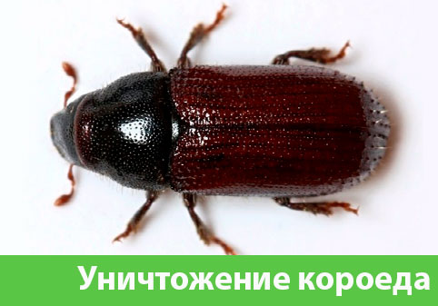 Обработка от древоточца в городе Череповец