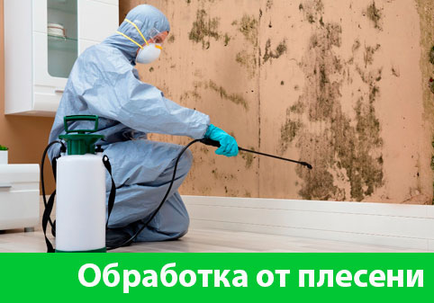 Обработка от плесени в городе Череповец