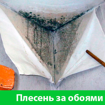 Удаление плесени в Череповце