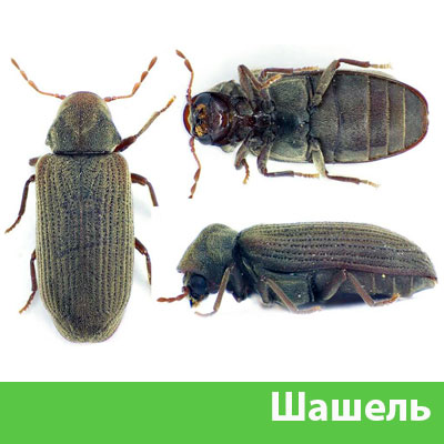 Обработка от шашеля в городе Череповец
