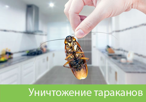 Уничтожение тараканов в городе Череповец