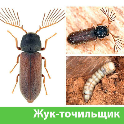 Уничтожение точильщика и личинок в Череповце