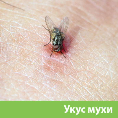 Уничтожение мух в Череповце