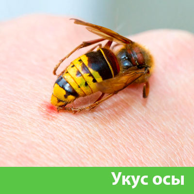 Профессиональное уничтожение ос и шершней в Череповце