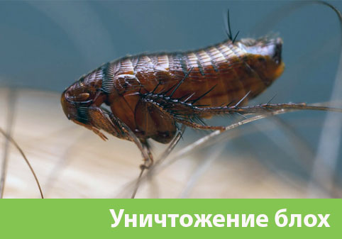 Уничтожение блох в городе Череповец
