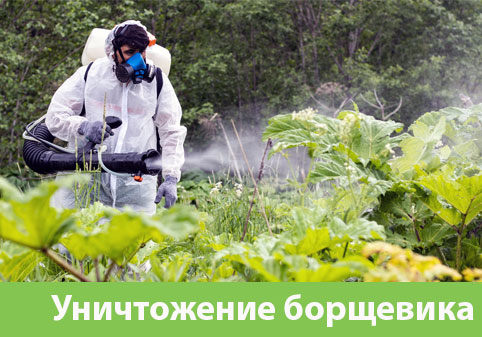 Уничтожение Борщевика в городе Череповец