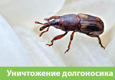 Уничтожение долгоносиков в городе Череповец