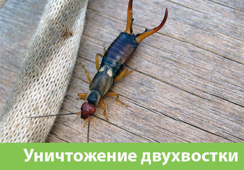 Уничтожение двухвостки в городе Череповец