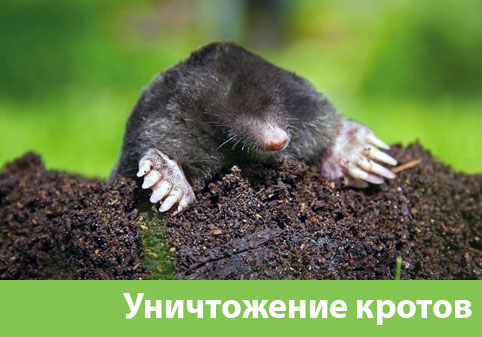 Уничтожение кротов в городе Череповец