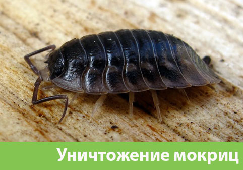 Мокрицы в квартире в городе Череповец