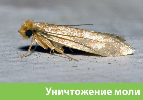 Уничтожение моли в городе Череповец 