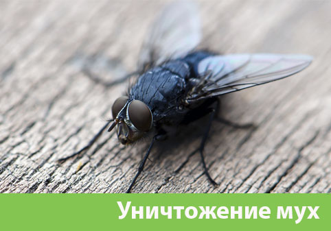 Уничтожение мух в городе Череповец