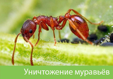 Уничтожение муравьёв в городе Череповец