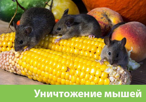 Уничтожение мышей в Череповце
