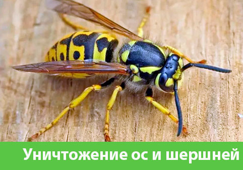 Уничтожение ос и шершней в городе Череповец